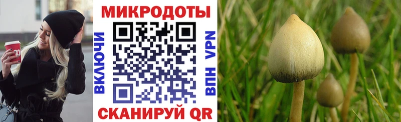 Галлюциногенные грибы Psilocybe Белогорск